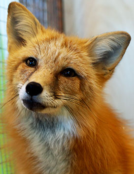 Aygul the domestic fox